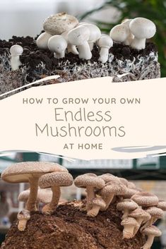 mushrooms growing on top of dirt with the title how to grow your own endless mushrooms at home