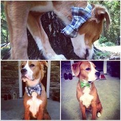 four different pictures of dogs wearing bow ties