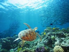 a turtle swimming over a coral reef with school of fish