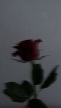 a blurry photo of a single rose in a vase