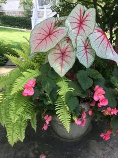 a potted plant with pink flowers and green leaves on the ground in front of a house