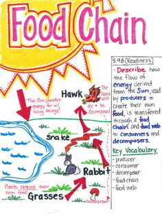 the food chain poster is shown in red and yellow