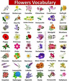 flowers that are very colorful and have different names on the front, with an image of them