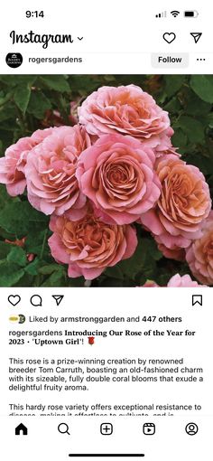 an instagram page with pink roses on it