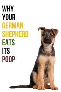 a german shepherd puppy sitting in front of a white background with the words why your german shepherd eats its poop