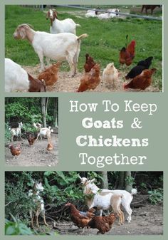 several pictures of goats and chickens together with the words how to keep goats and chickens together