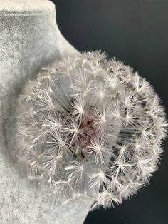 a dandelion in the middle of a white vase