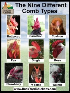 the nine different types of chickens are shown in this poster, which includes pictures of them