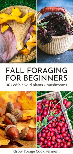 the cover of fall foraging for beginners, with pictures of various plants and mushrooms