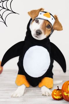 a dog dressed up in a penguin costume next to pumpkins and a spider web