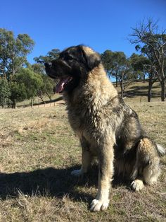 a large brown dog sitting on top of a grass covered field with trees in the background