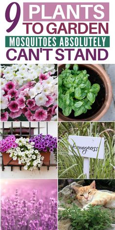 there are many different types of flowers in the garden with text overlay that reads, 9 plants to garden mosquitoes absolutely can't stand