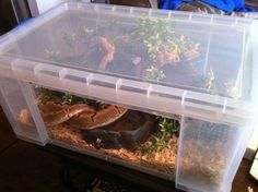 two snakes in a plastic container with plants inside