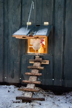 a chicken is perched on a bird feeder in the snow