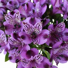 the purple flowers are blooming in the vase