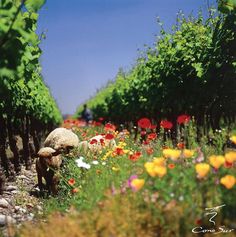 there is a sheep that is walking through the flowers