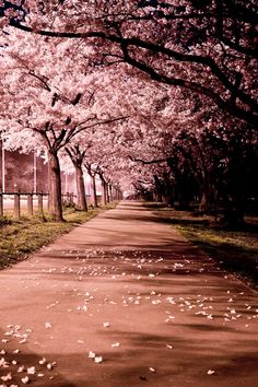 a tree lined road with lots of pink flowers