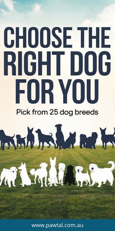 Looking for the perfect dog breed? Our guide makes choosing the best dog breed for your lifestyle easy! Compare 25 unique dog breeds and find the ideal match for your home and activity level. Whether you need an active dog or a laid-back companion, we’ve broken down each breed's personality, needs, and traits. Start your journey to finding your dream dog today with expert tips on selecting the right breed! Unique Dog Breeds, Dream Dog, Dog Activities