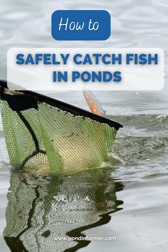 a fishing net with the words how to safely catch fish in pond