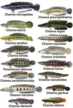 the different types of fish that are in each body of water, with their names on them