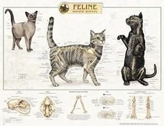 a poster with cats and bones on it's sides, including the cat skeleton