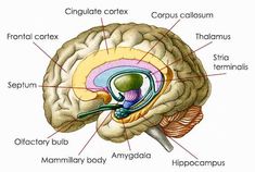 the structure of the human brain, labeled in several different parts including cerebratorys