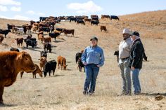 two men standing in front of a herd of cattle on a dry grass covered hill