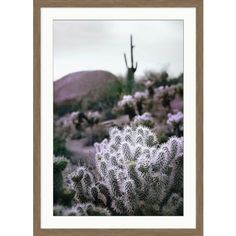 an image of some plants in the desert