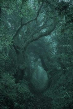 an image of a forest with trees and fog