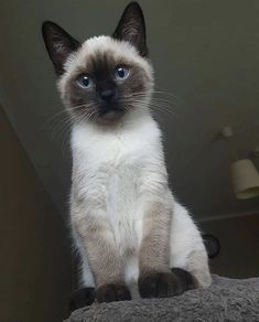 a siamese cat sitting on top of a bed looking at the camera with blue eyes