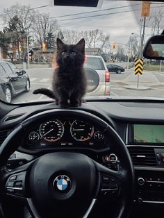 a black cat sitting on the dashboard of a car