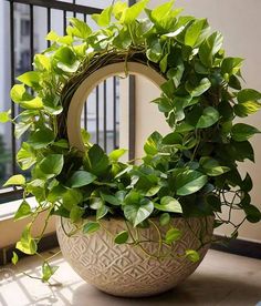 a potted plant sitting on top of a window sill