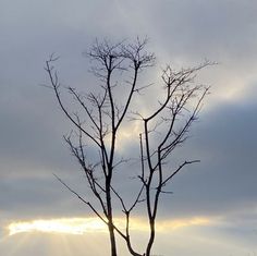 the sun shines through the clouds behind a bare tree