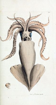 an octopus is sitting on top of a shell with its eyes open and tentacles hanging out