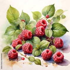 raspberries with green leaves and watercolor painting on paper by artist mark stewart