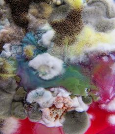 an underwater view of corals and other marine life on the ocean floor in red water