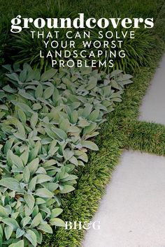 the ground cover is covered in grass and plants with words above it that reads, grounds that can solve your worst landscaping problems