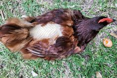 a brown and white chicken laying on top of grass