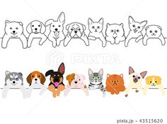 the dog and cat are lined up in different positions to be drawn by hand on a white