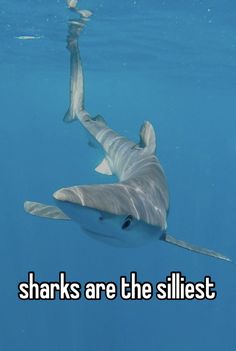 a shark swimming in the water with words on it that say sharks are the stilest