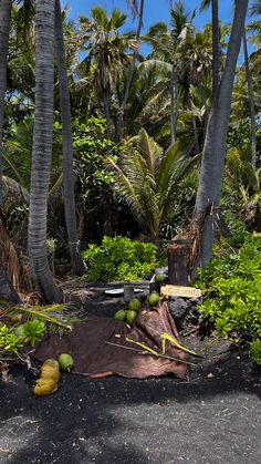 there are many coconuts on the ground in this tropical area with palm trees and other vegetation