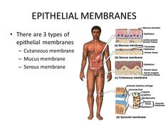 an image of the human body with labels on it and labeled in different sections, including the