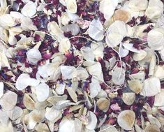 closeup of dried flowers and leaves on the ground for use as an art project