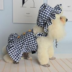 a white poodle wearing a blue and white checkered dress standing in front of a wall