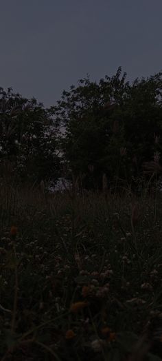 an animal standing in the middle of a field at night with trees in the background