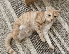 an orange and white cat laying on the floor next to a box