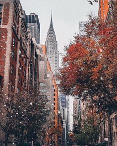 a city street filled with tall buildings and trees covered in fall leaves during the day