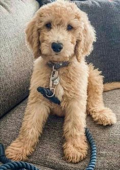 a brown dog sitting on top of a couch next to a blue corded phone