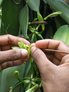 two hands are working on the stems of some plants that have buds coming out of them