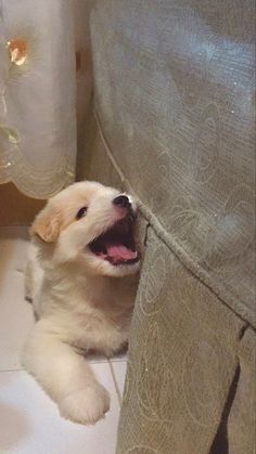 a small white dog laying on top of a tiled floor next to a shower curtain